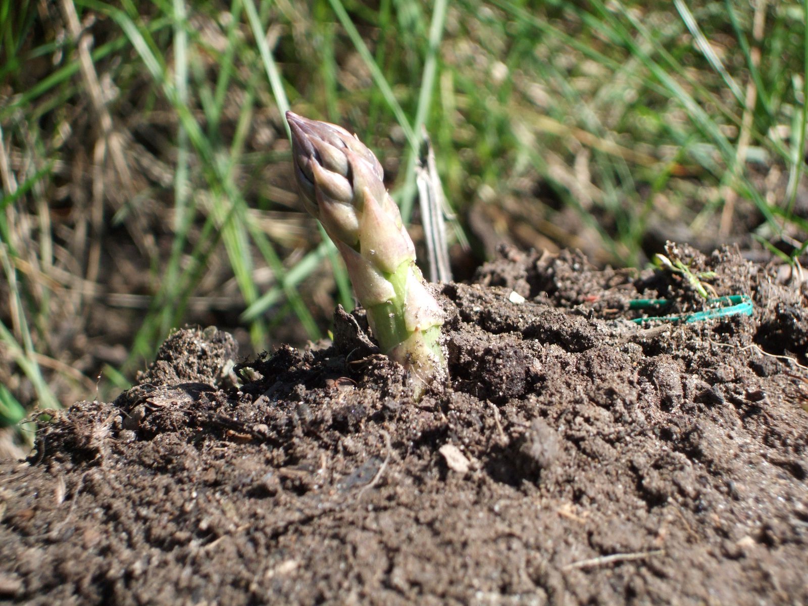 Spargel