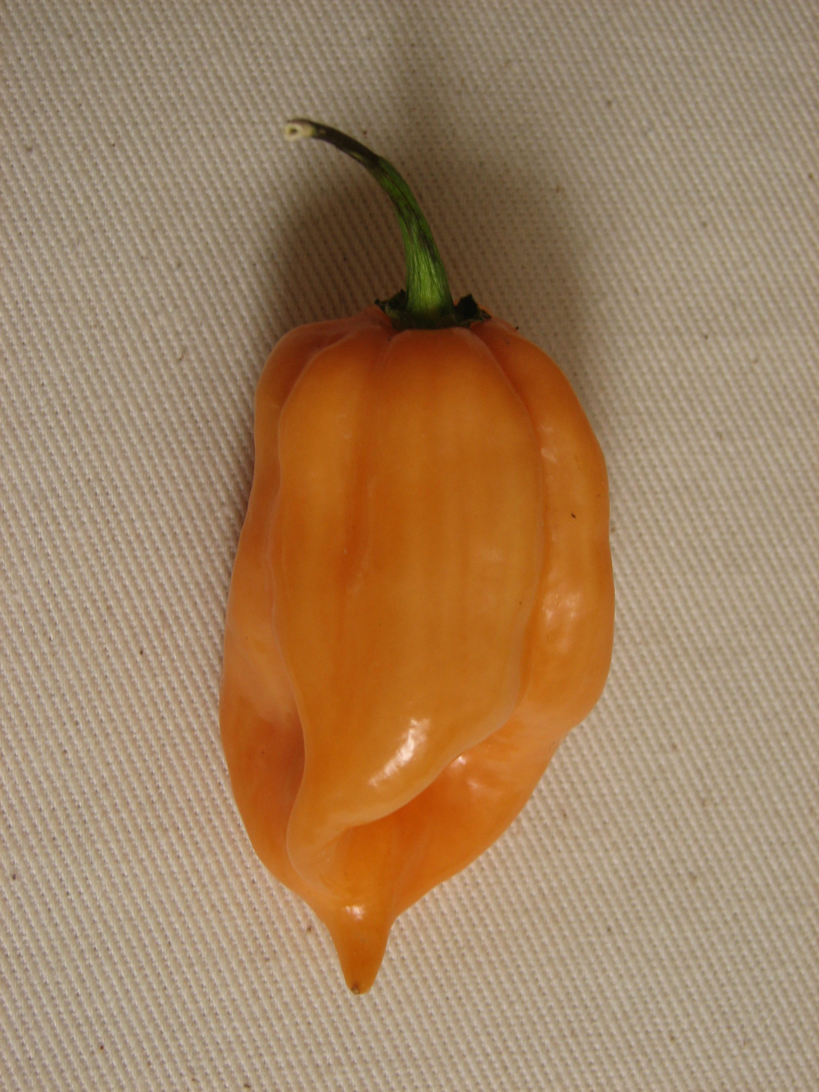 Orange Habanero