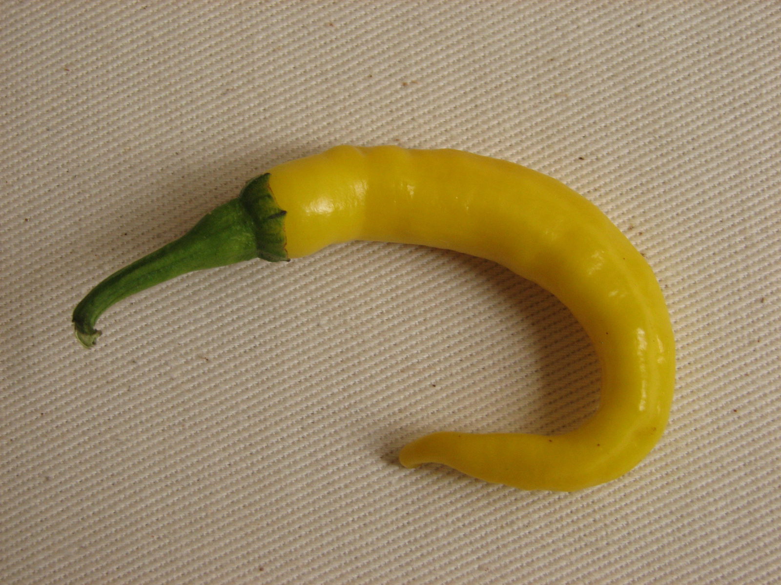 Cayenne Yellow