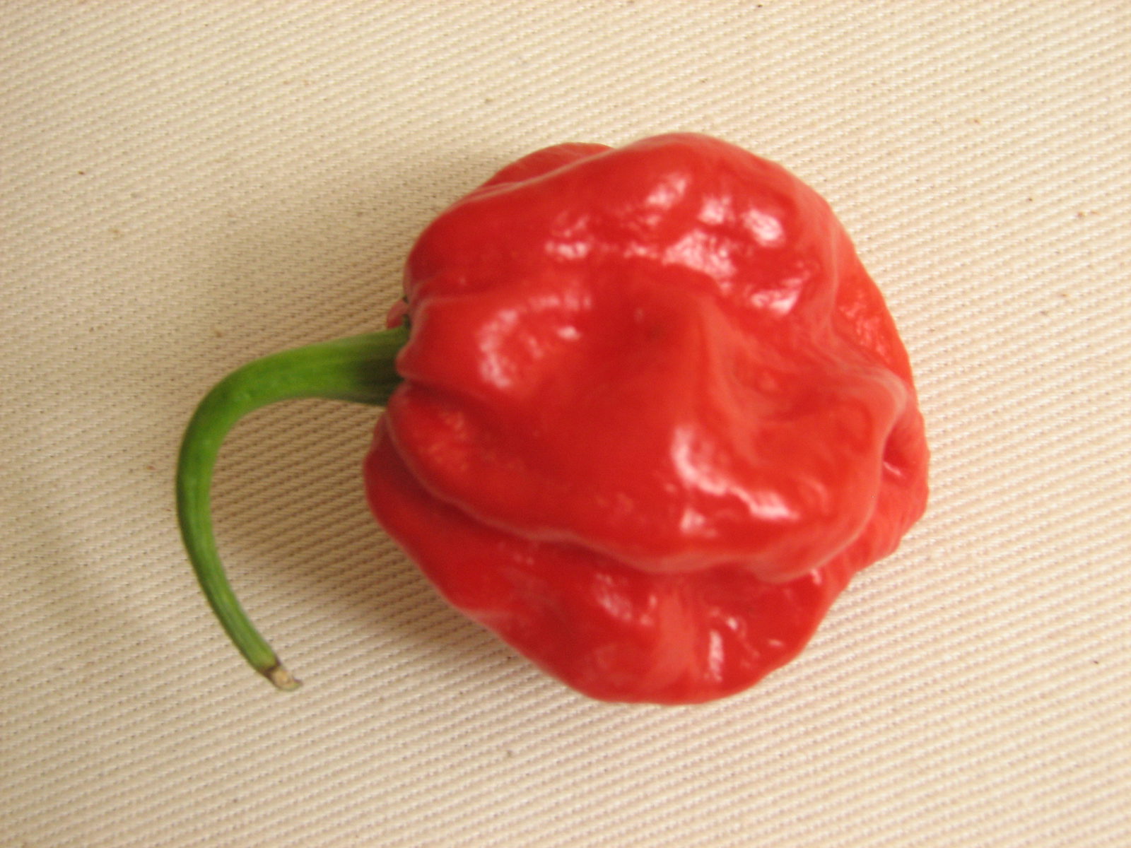 Antillais Caribbean Habanero