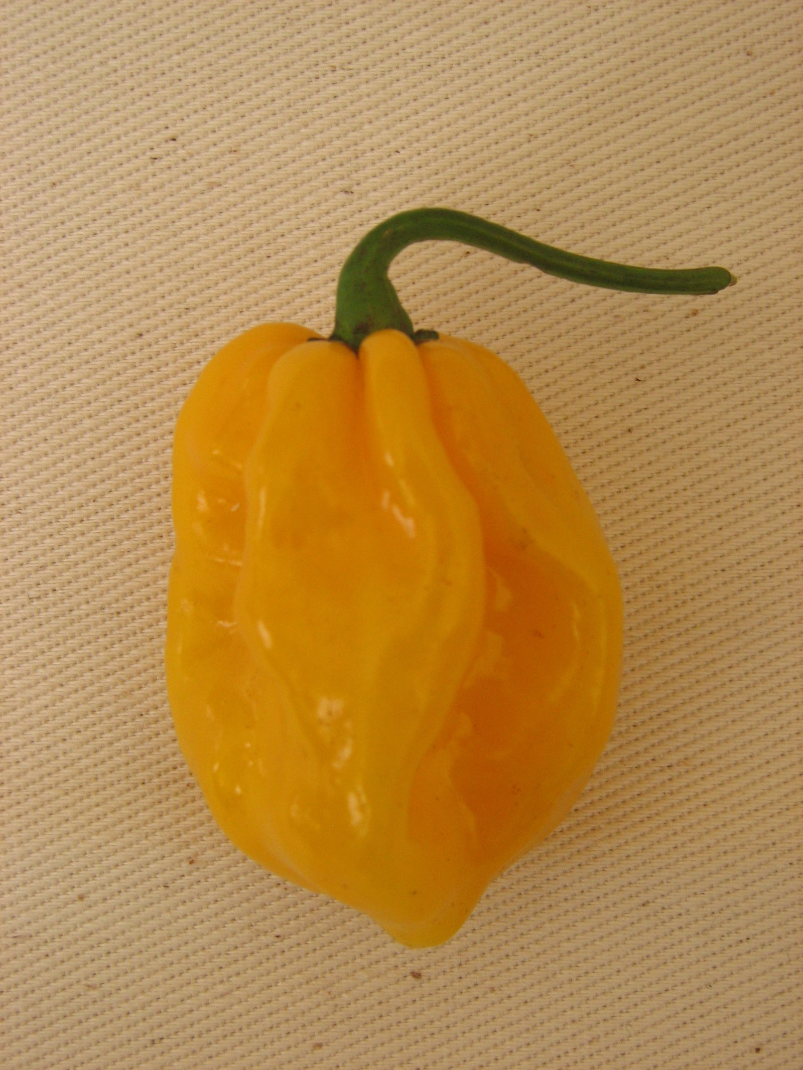 Habanero Big Sun