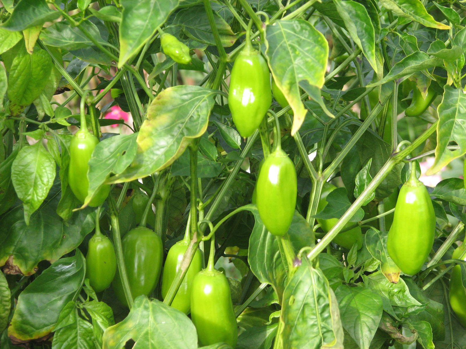 Aji Amarillo