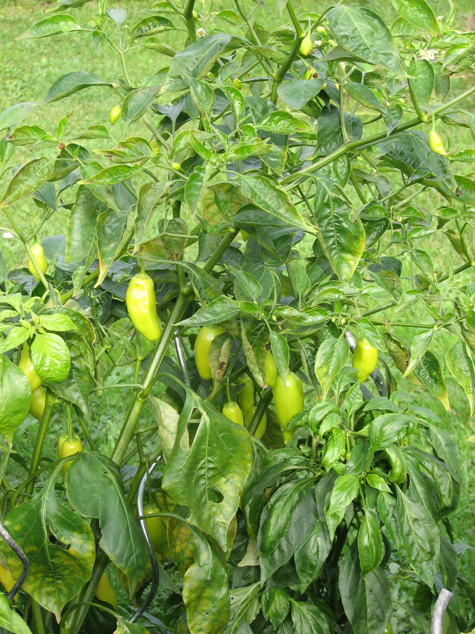 Aji Amarillo