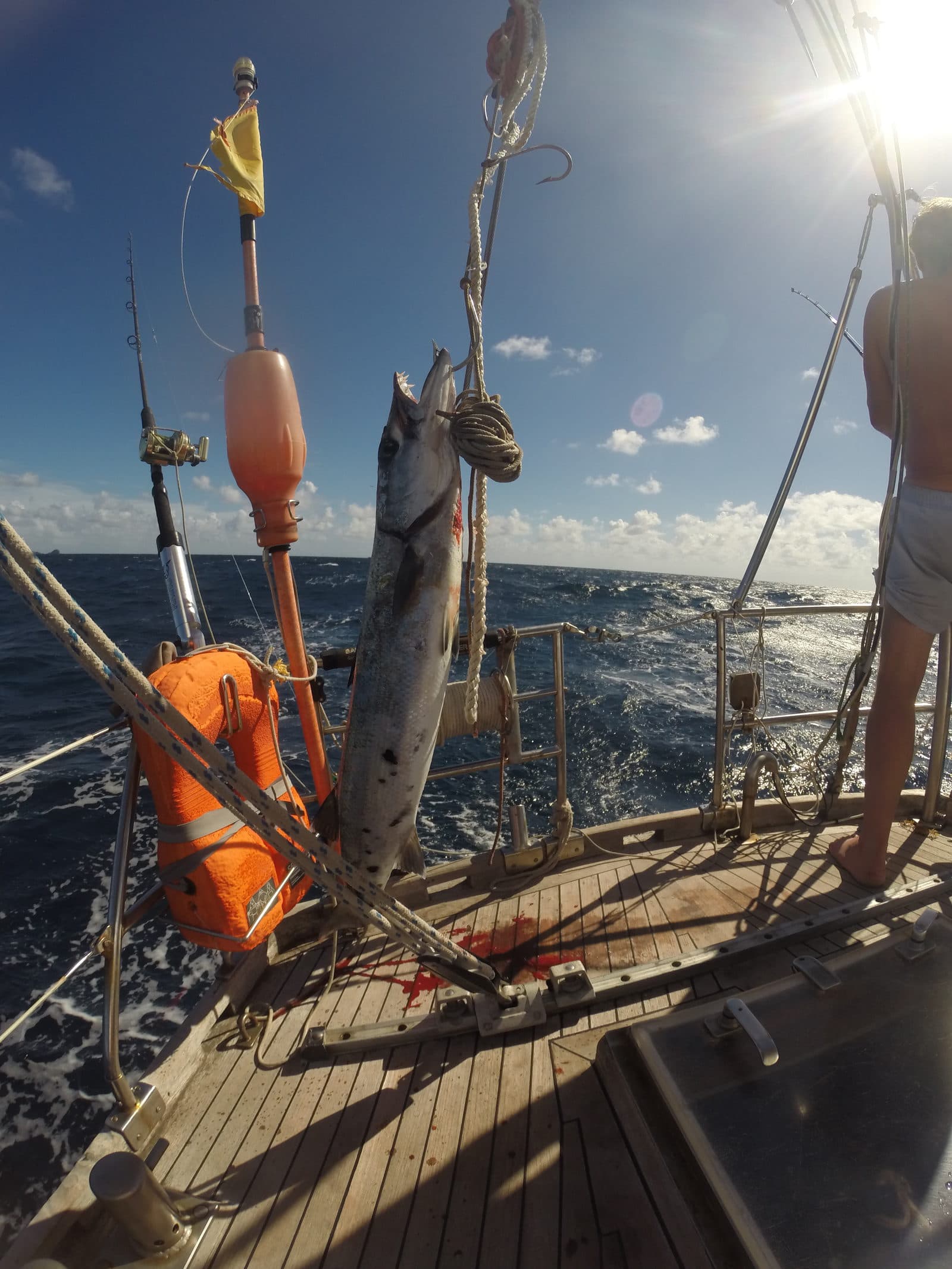 Baracuda