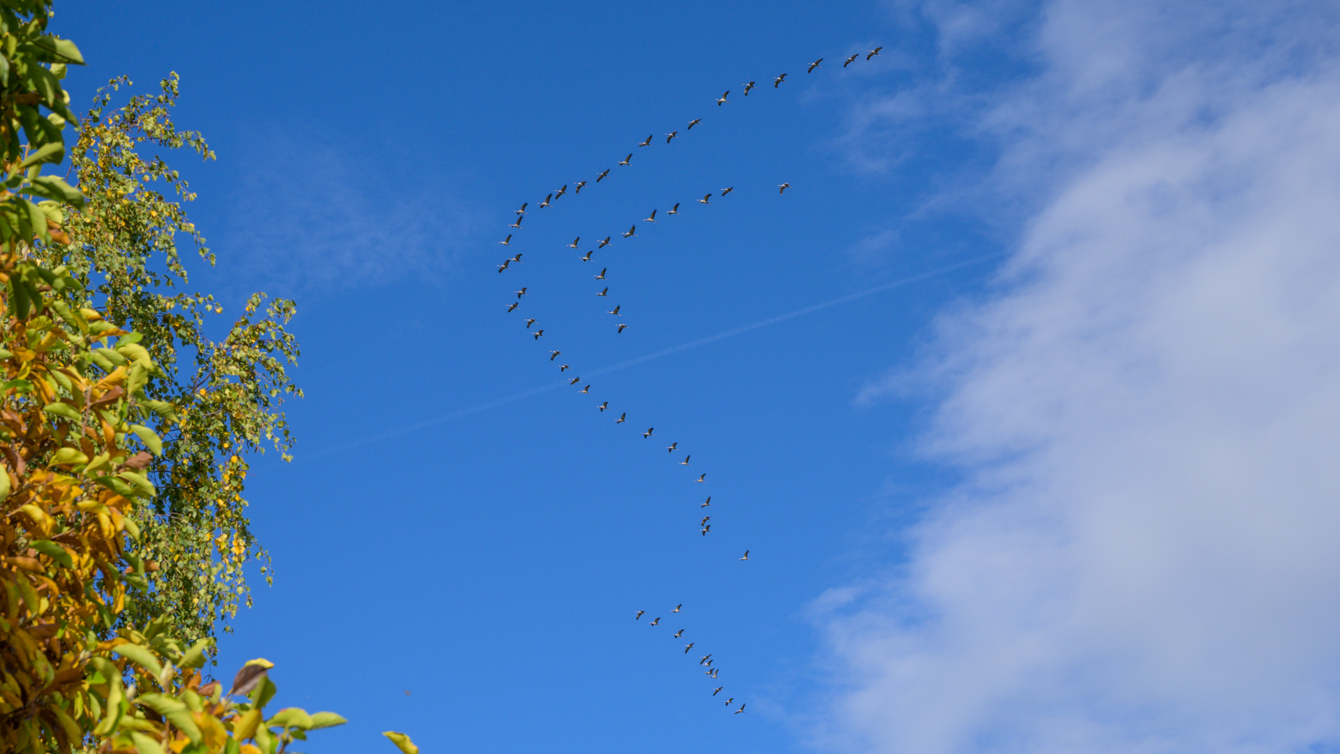 Der Flug der Kraniche