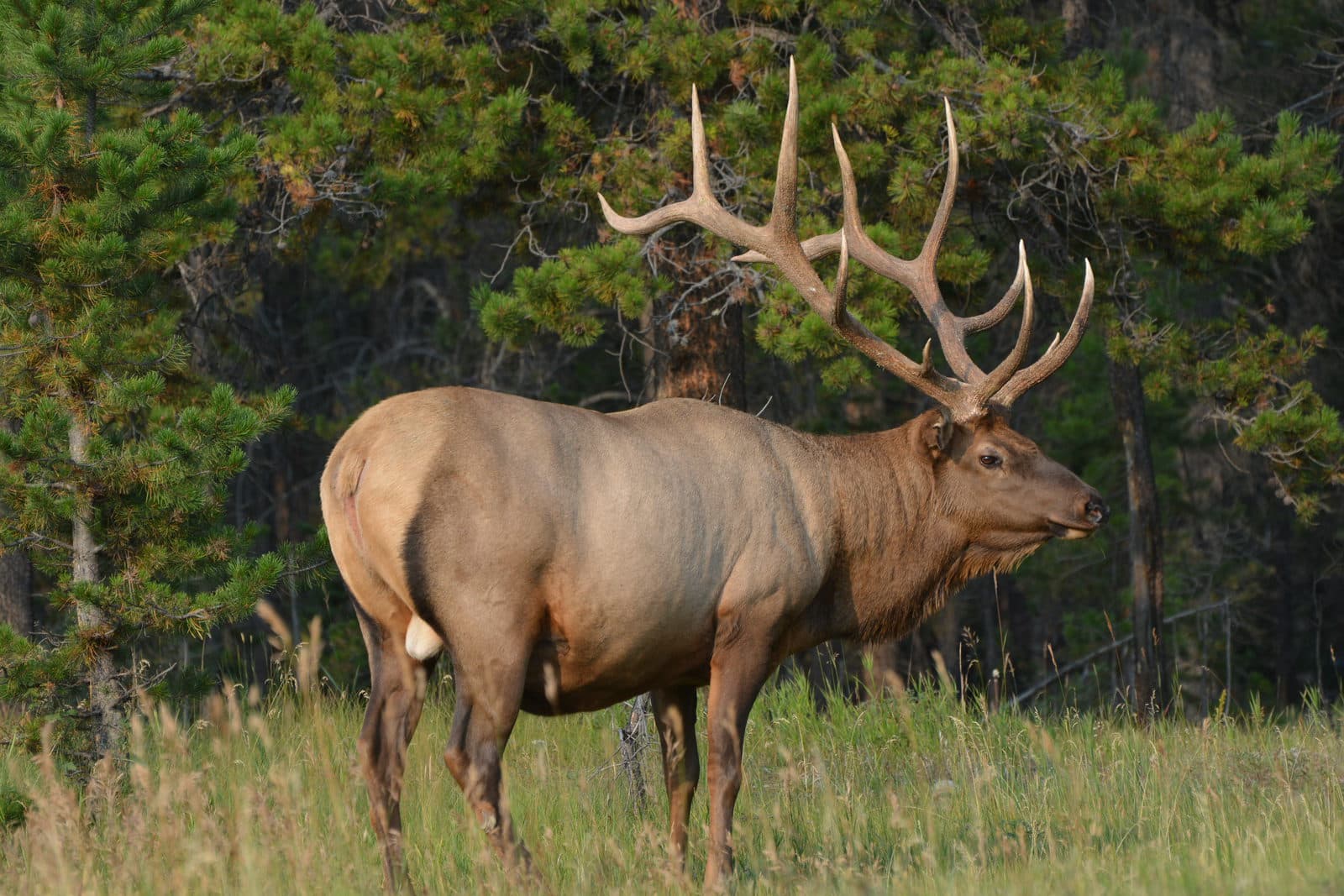 Wapiti Hirsch