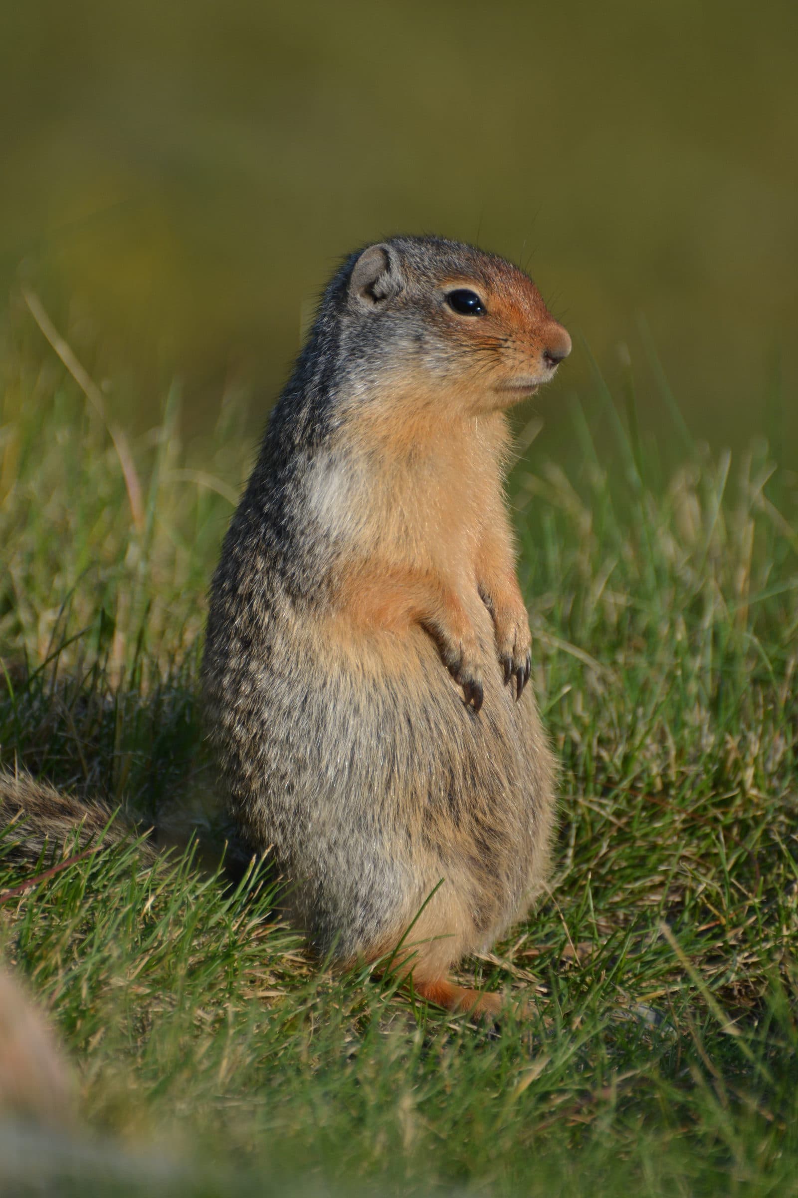 Murmeltier